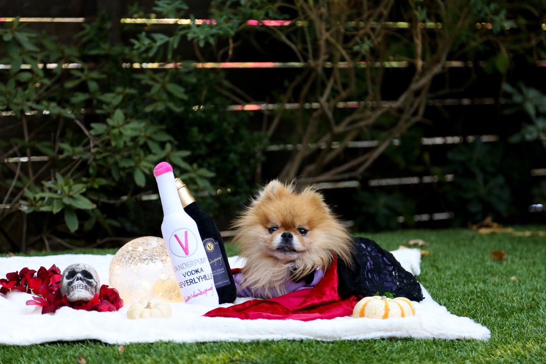 VanderpumpPets's tweet photo. Halloween is only 7 days away! ๐ Make sure to shop our Vanderpump Pets Collection for all your pupโs accessories! Including our #VanderpupWine Plush Toys! #VanderpumpPets https://t.co/NwBTKrS44L