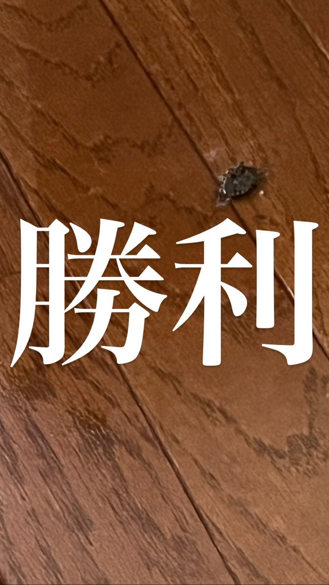 chinyan_bin's tweet photo. 暖房つけたら降ってきました。 https://t.co/tgNbXJmn0q