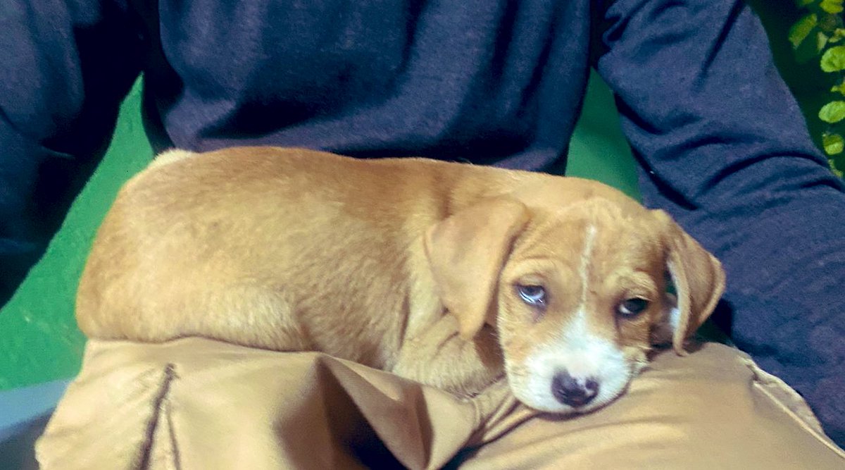 Acabamos de rescatar este perrito en la colonia #Moctezuma, lo dejaron en la calle a su suerte 😏, pero no contaban que íbamos a llegar por el, su suerte ya cambió ✨🐾💜, se llama Marias. #RT para que sus dueños vean que va a estar bien ✊🏻🤭😂