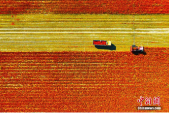 Huanqiu_com's tweet photo. 1,700 mu (113 hectares) of chilies are in peak harvesting season in #Karamay City, Xinjiang. From high altitude, the chili fields look like beautiful paintings. https://t.co/Z6NIL8T7An