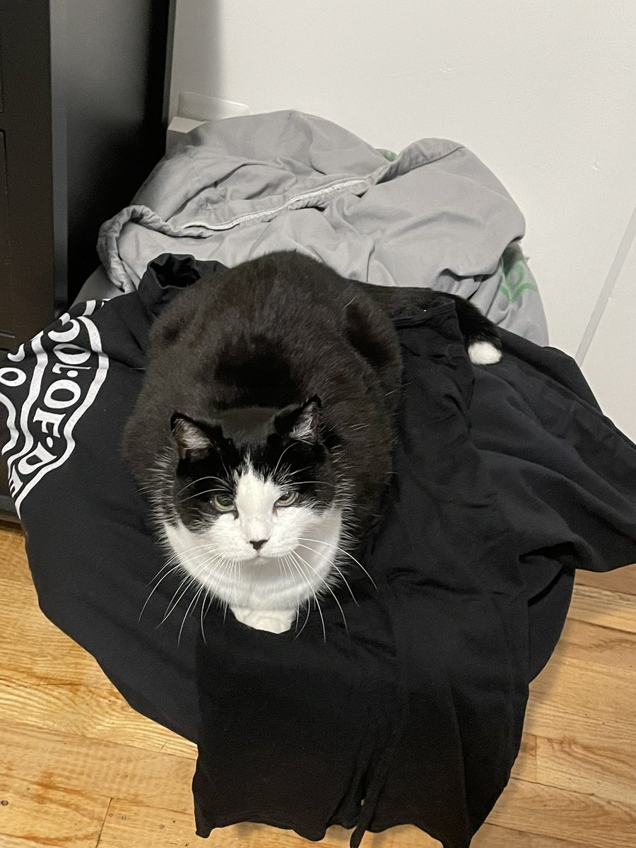 Zomb_Queen's tweet photo. My cat is special, i dont care what anyone says https://t.co/2ua2lMyL9d