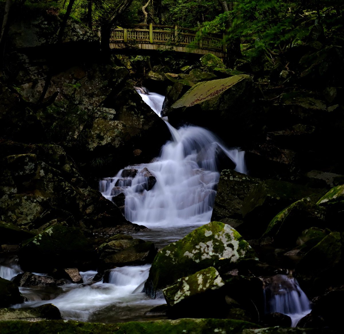「森の中」

#写真好きな人と繋がりたい
#ファインダー越しの私の世界 
#FUJIFILM 
#photography