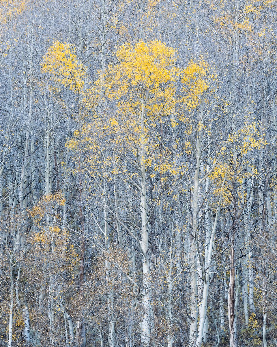 dsafanda's tweet image. After over endulging in fall color this more sparse scene was a nice change of pace.
...
#easternsierra #nature #fall #autumn