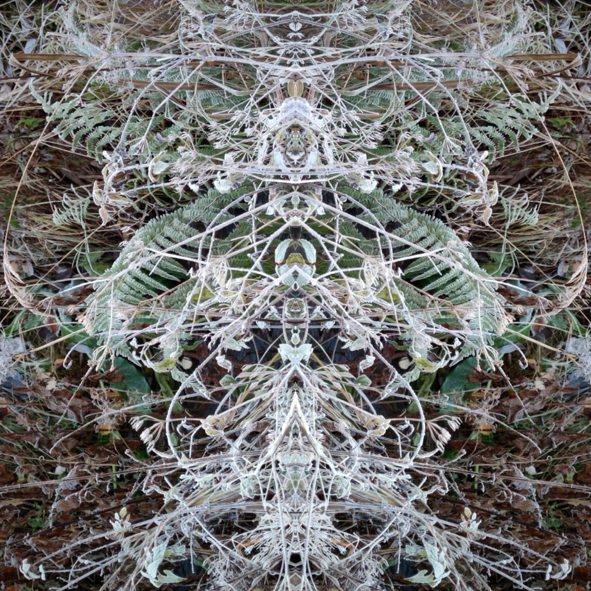 pi_talaslahti's tweet photo. Wings on the ground
#nature #wings #wingsontheground #creatures #creaturesofthewoods #creaturedesign #atthegate #spirit #forest #forestspirit #NaturePhotography #GraphicDesign #textiledesign #design #designer #multidesign #multidesigner #color #fashion #world #green #white https://t.co/Q61W0YSZkk