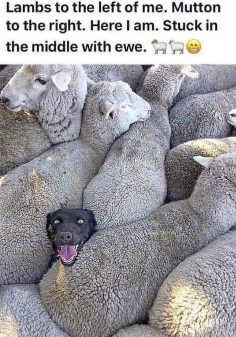 😂