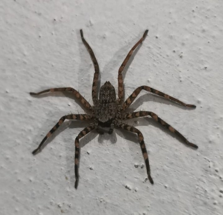 Cheleritas's tweet photo. Buenas noches @Arachno_Cosas me puede por favor ayudar a identificar a esta arañita, fue mi roomie unos días andaba por Oaxaca. https://t.co/jGxaoNxRtp