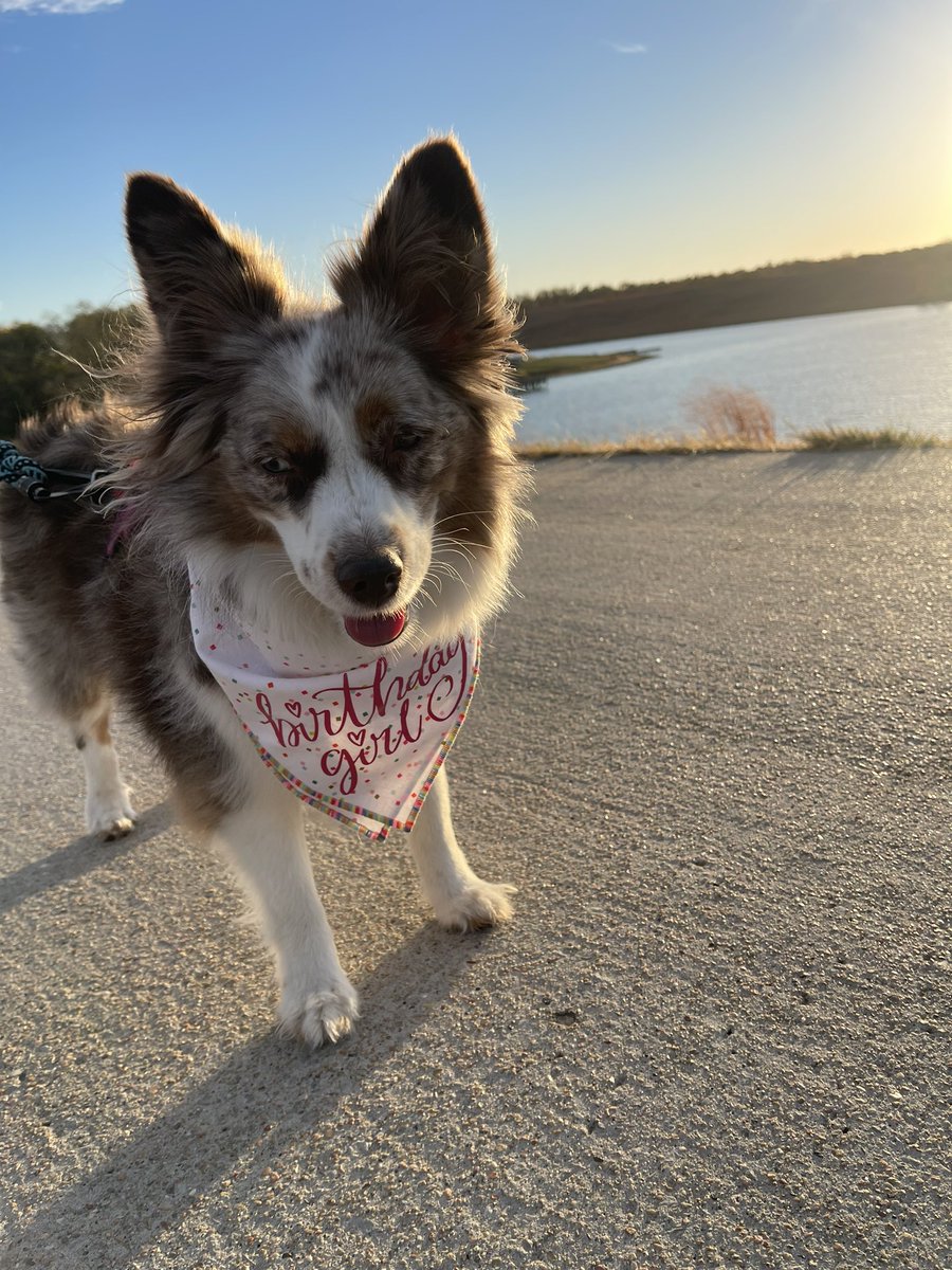 britneycalvert's tweet photo. We have a 5 year old 💕✨ Happy Birthday, Denver!!! https://t.co/Kdr5Wpfau2