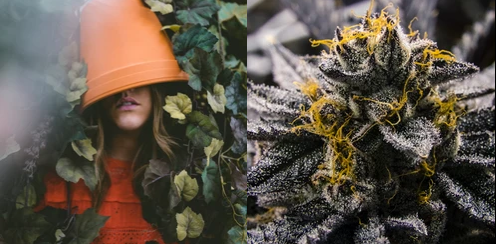 RiteInnovations's tweet photo. THC is the most abundant cannabinoid causing botanical effects.
A predominant contributor of euphoria, it has been misunderstood and stigmatized.
Check out our blog post &amp; inspiration. Link in Bio.
PC: @ayehab &amp; @karsten116
Insp: @WebMD @Leafly @JointlyBetter #CannabisCommunity https://t.co/n5ZqQ8LvXw