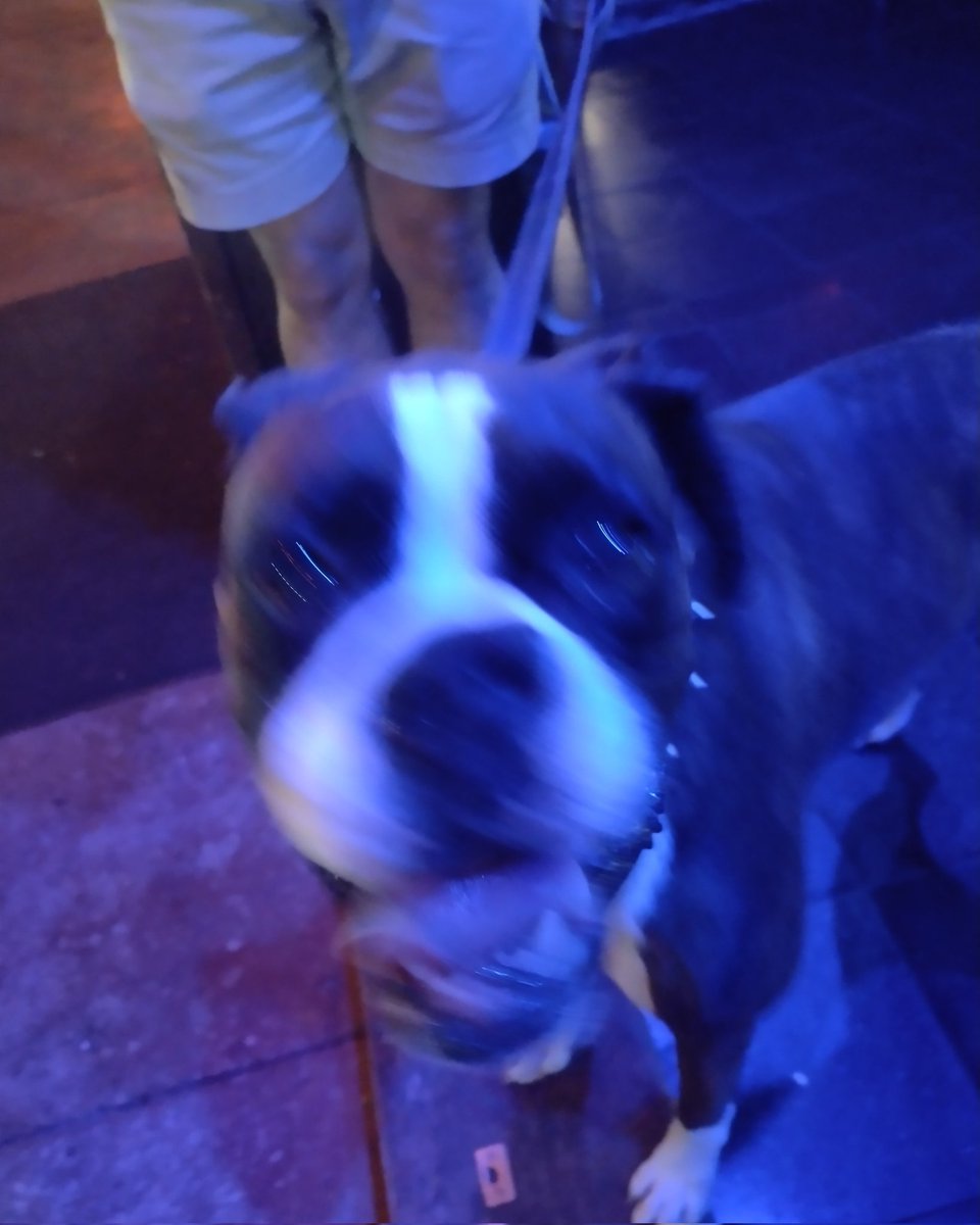 SafetyCreation's tweet photo. Buster is here!
#CapBlackSafeFunCreator #securityadvisor #bouncer #nightlifesecurity #nightclubsecurity #crowdmanagement #protectionofficer #protector https://t.co/rBfLj6G2UU