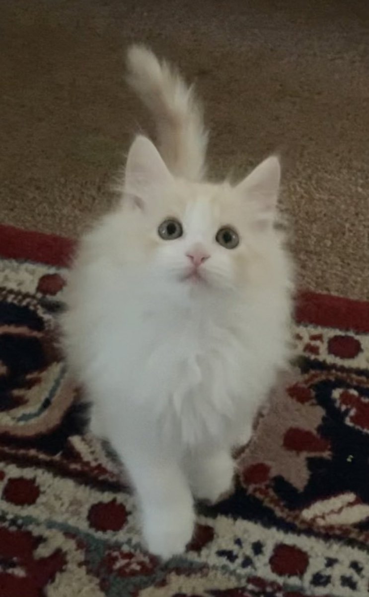 Mitty 🎀 tweet media