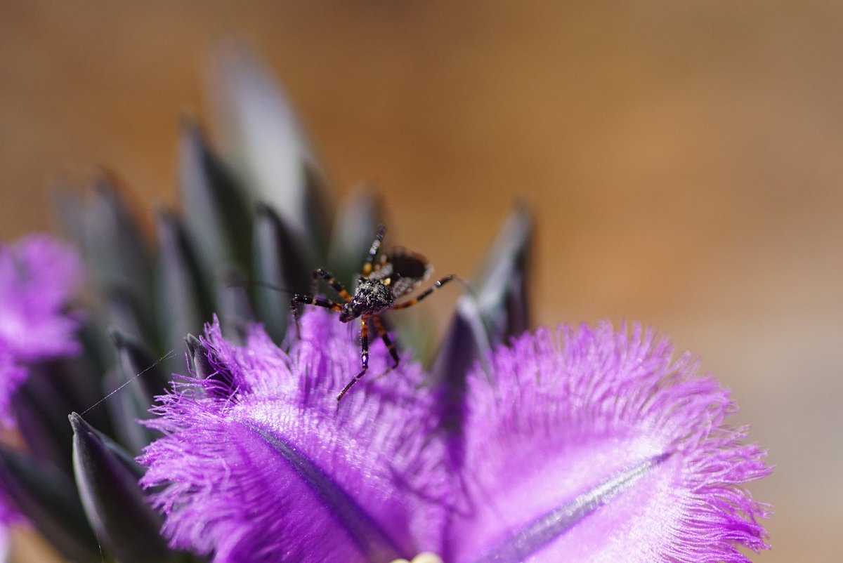 lost_in_botany's tweet photo. Not sure what species it is but #Assassinbugs are cool! #hemiptera https://t.co/gWXenYJfyc