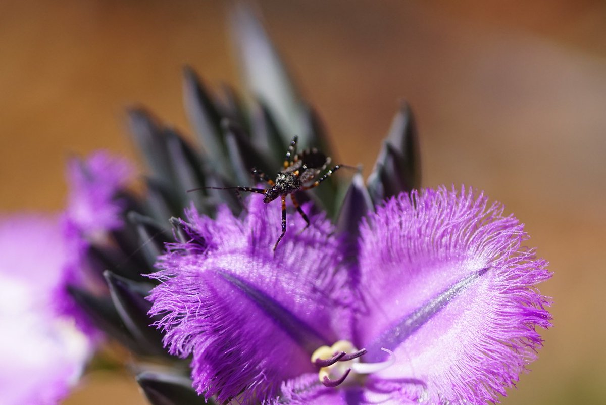 lost_in_botany's tweet photo. Not sure what species it is but #Assassinbugs are cool! #hemiptera https://t.co/gWXenYJfyc
