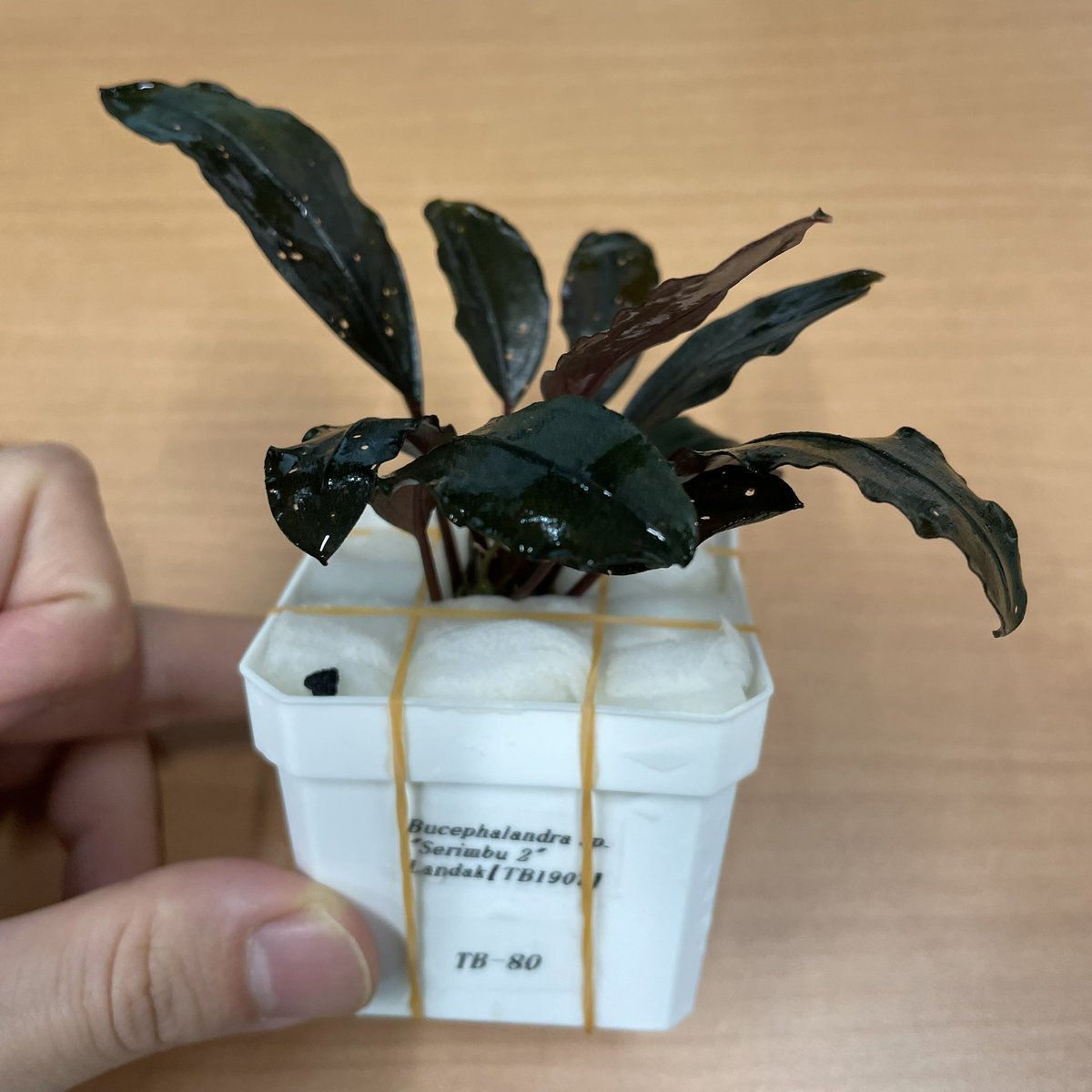 Bucephalandra sp. Serimbu2 Landak【TB1907】ブセファランドラ