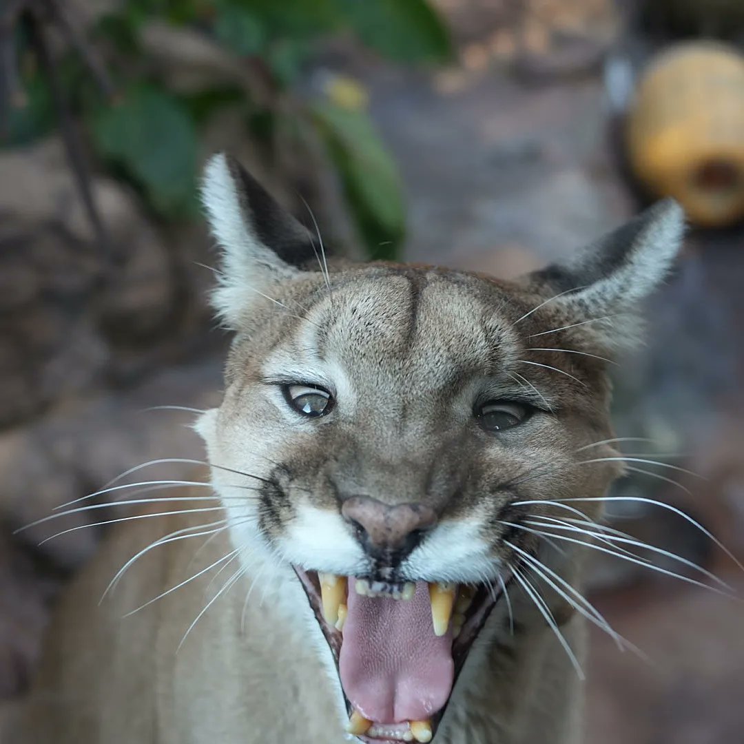 4、ピューマ歯玉 