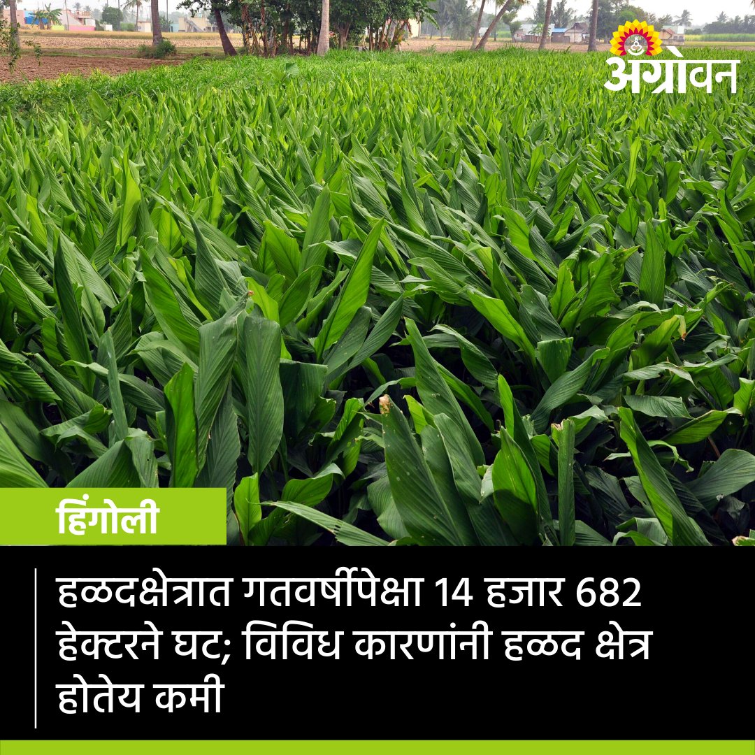 AGROWON's tweet photo. यंदा हळदीच्या क्षेत्रात १४ हजार ६८२ हेक्टरने घट झाली आहे. रोगांचा प्रादुर्भाव, उत्पादन खर्चही वाढला, विमा संरक्षण नाही. परिणामी हळदीच्या क्षेत्रात घट होत आहे.
बातमी:
https://t.co/m8q1QQp1Qb
#Agrowon #AgricultureNews #Turmeric #TurmericFarming #TurmericMarket #TurmericRate https://t.co/XAISyQjmN9
