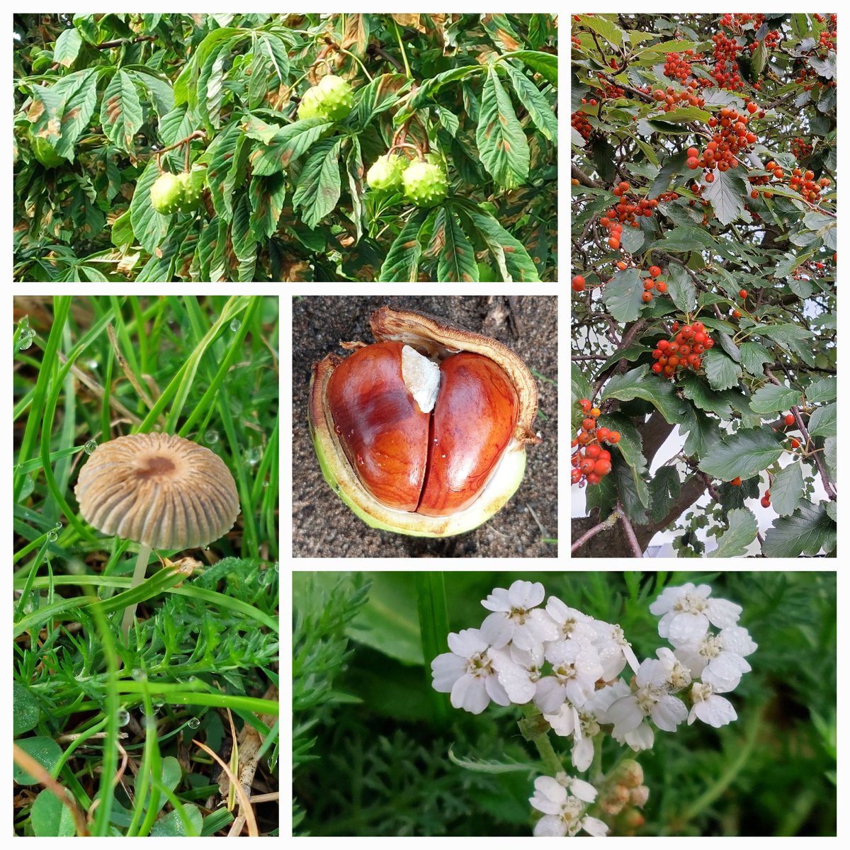 FriendsofCI's tweet image. "There is nothing like looking, if you want to find something. You certainly usually find something if you look, but it is not always quite the something you were after." #Tolkien #Autumn #community #AutumnWatch Seems fitting 😊