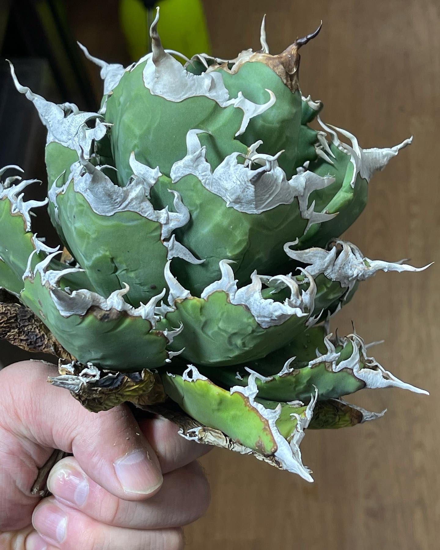 上質で快適 チタノタ ディアボロビアンコ 黒犀牛セット 植物/観葉植物