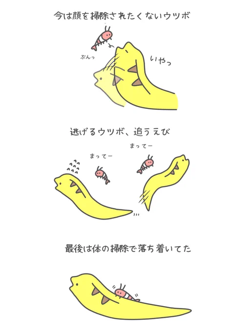 前に見たウツボとえびが可愛かった 