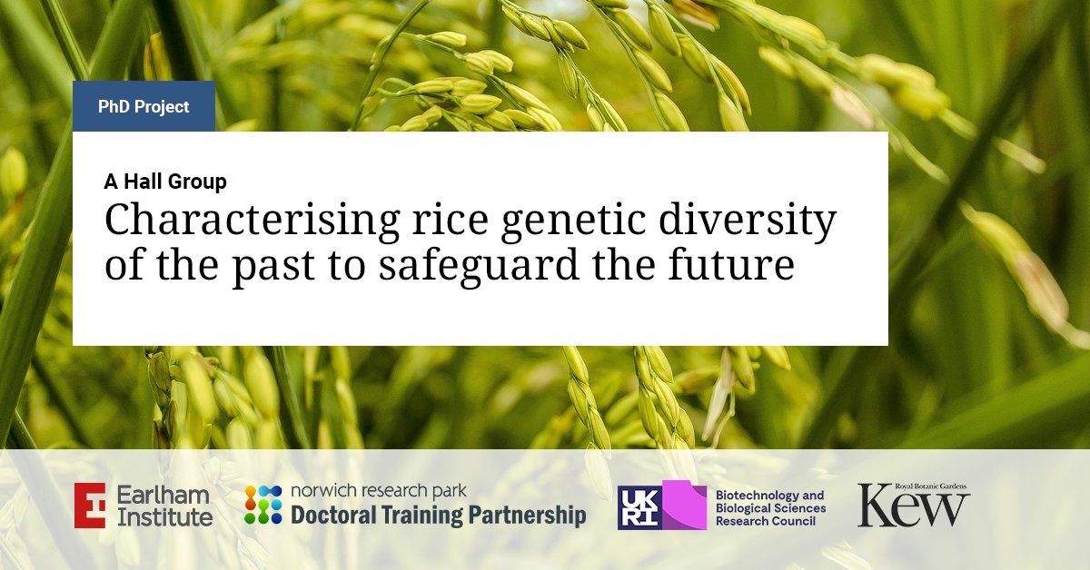 Earlham Institute (@earlhaminst) on Twitter photo FUNDED PhD: 4-Year <a href="/NRPBIODTP/">NRPDTP</a> PhD project with <a href="/Ajwhall/">Anthony Hall</a> at the Earlham Institute in Norwich, and collaborating with @KewScience.
'Characterising rice genetic diversity of the past to safeguard the future'.
➡ okt.to/0vCqQc
<a href="/BBSRC/">Biotechnology and Biological Sciences Research</a> @jjdeveg <a href="/rgutaker/">Rafal Gutaker</a> <a href="/a_hall_lab/">Anthony Hall Lab 🌾</a> FUNDED PhD: 4-Year <a href="/NRPBIODTP/">NRPDTP</a> PhD project with <a href="/Ajwhall/">Anthony Hall</a> at the Earlham Institute in Norwich, and collaborating with @KewScience.
'Characterising rice genetic diversity of the past to safeguard the future'.
➡ okt.to/0vCqQc
<a href="/BBSRC/">Biotechnology and Biological Sciences Research</a> @jjdeveg <a href="/rgutaker/">Rafal Gutaker</a> <a href="/a_hall_lab/">Anthony Hall Lab 🌾</a>