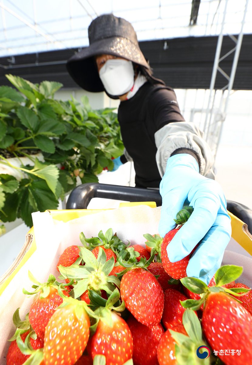 love_rda's tweet image. 8월 초 아주심기한 가을 딸기🍓
@농촌진흥청 국립원예특작과학원 딸기 재배 온실
#국산 #딸기 #육종 #품종 #연구