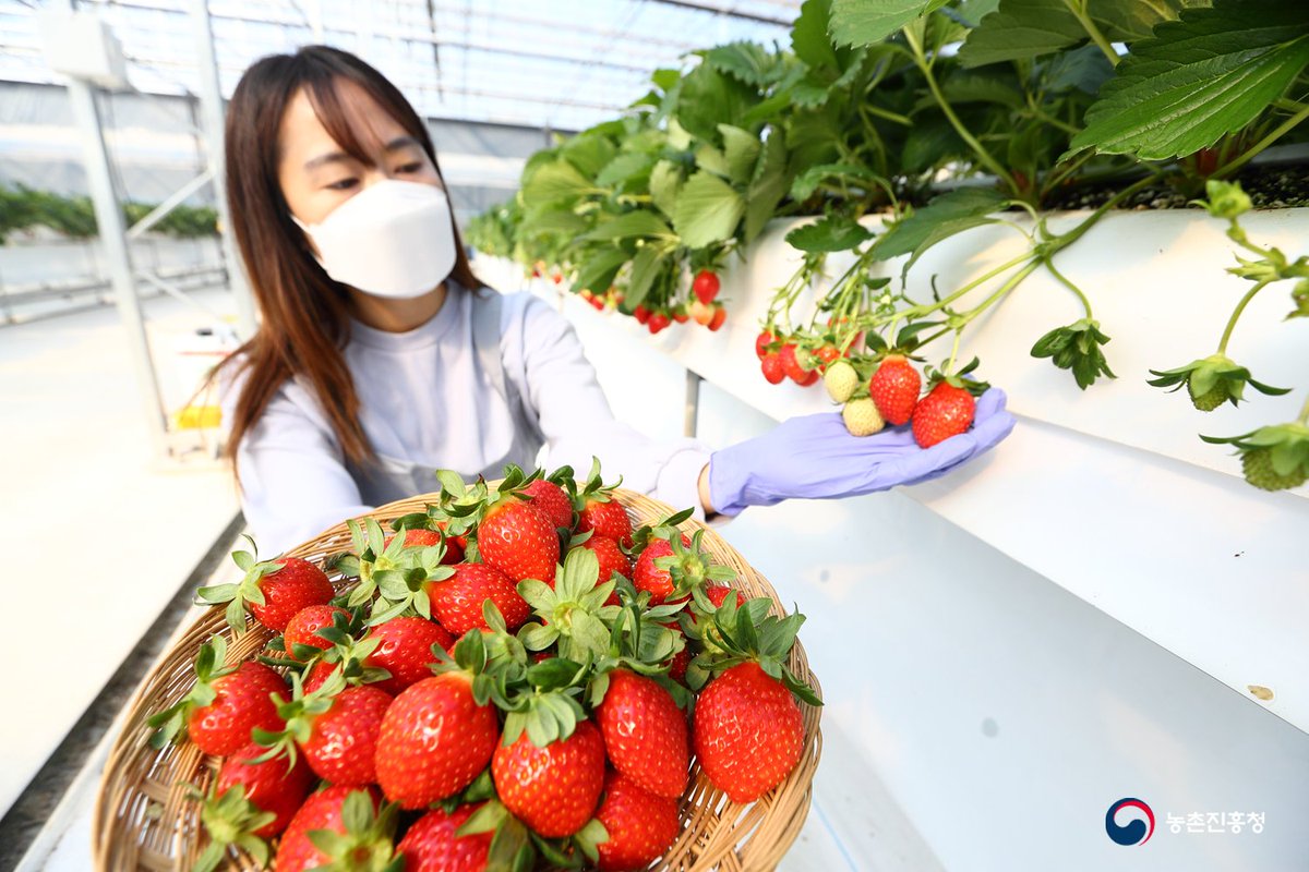 love_rda's tweet image. 8월 초 아주심기한 가을 딸기🍓
@농촌진흥청 국립원예특작과학원 딸기 재배 온실
#국산 #딸기 #육종 #품종 #연구