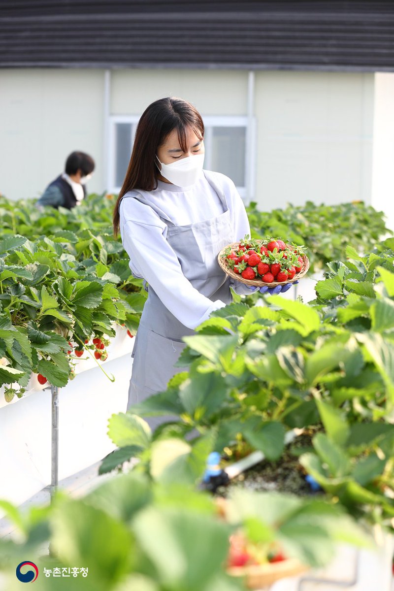 love_rda's tweet image. 8월 초 아주심기한 가을 딸기🍓
@농촌진흥청 국립원예특작과학원 딸기 재배 온실
#국산 #딸기 #육종 #품종 #연구