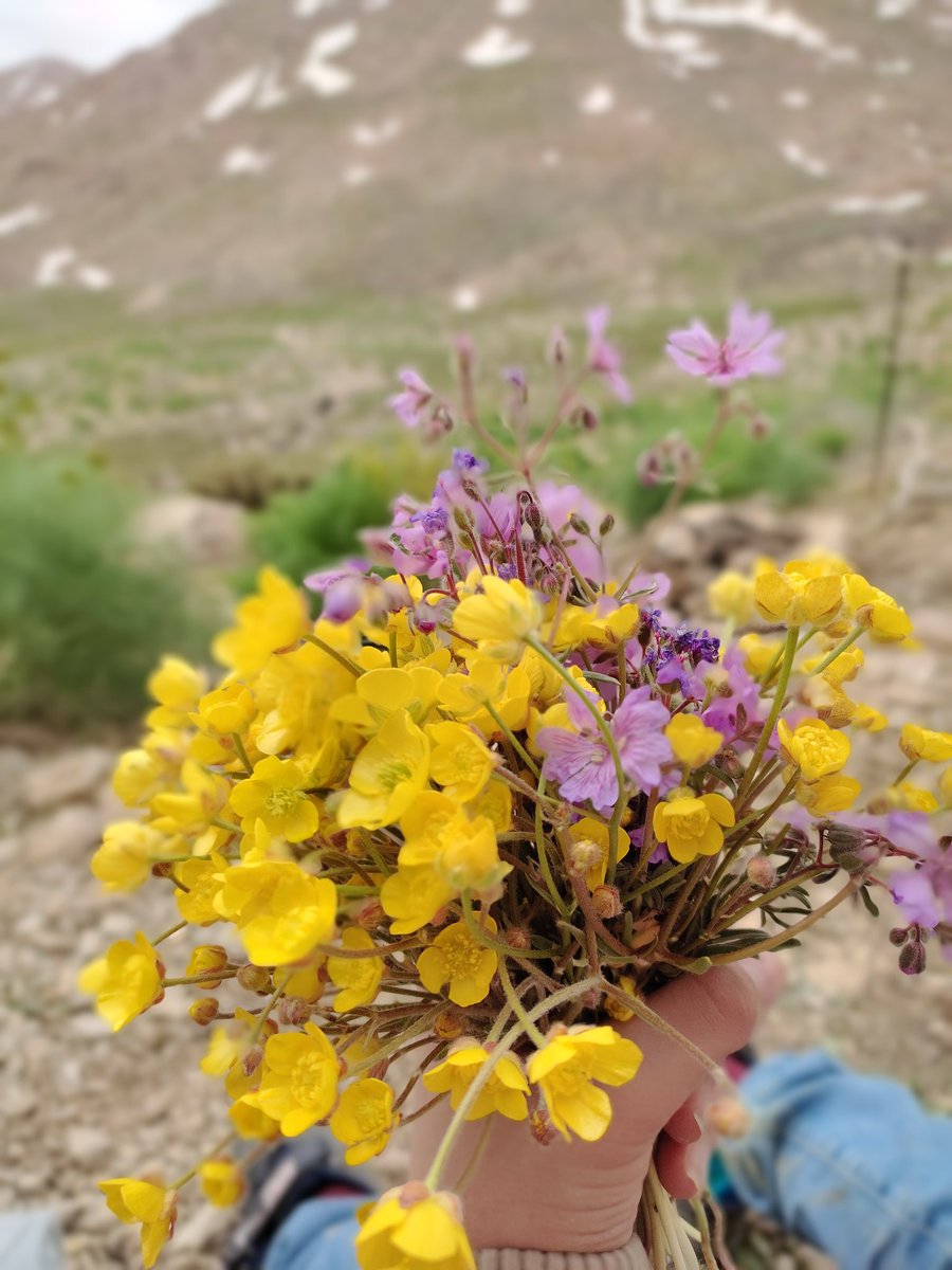 Ge_Soleimani_en's tweet photo. Bond of flowers.
#Flowers
#bond_of_flowers
#yellow_flower
#pink_flower
#MountainMonday
#MAMA2022
#WhatsApp https://t.co/BJCKdRI0wv
