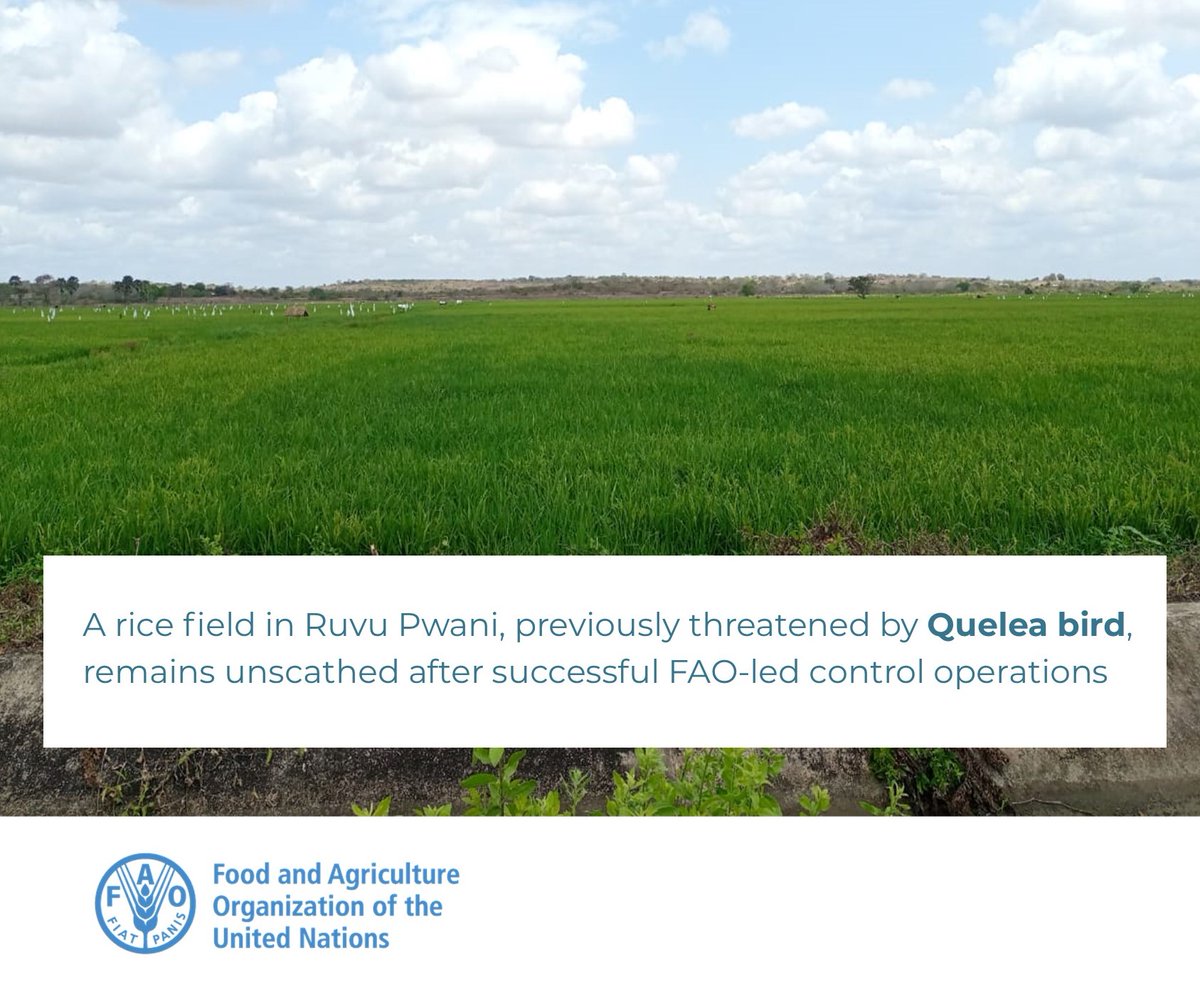 HoveLewis's tweet photo. #NewsUpdate: A rice field in Ruvu, Pwani, in the United Republic of #Tanzania previously threatened by #quelea bird, remains unscathed after successful @FAO-led control operations.
https://t.co/ONXWjRqiTS
#ProtectingCrops #SavingLivelihoods https://t.co/zT5FEdZPL1