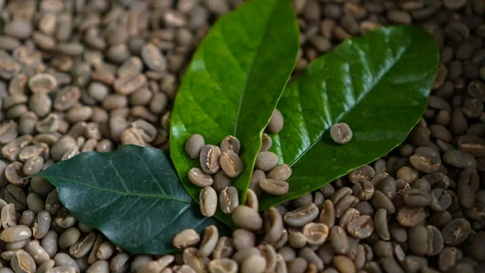 Robusta Bengkulu
#robusta #arabica #bengkulu