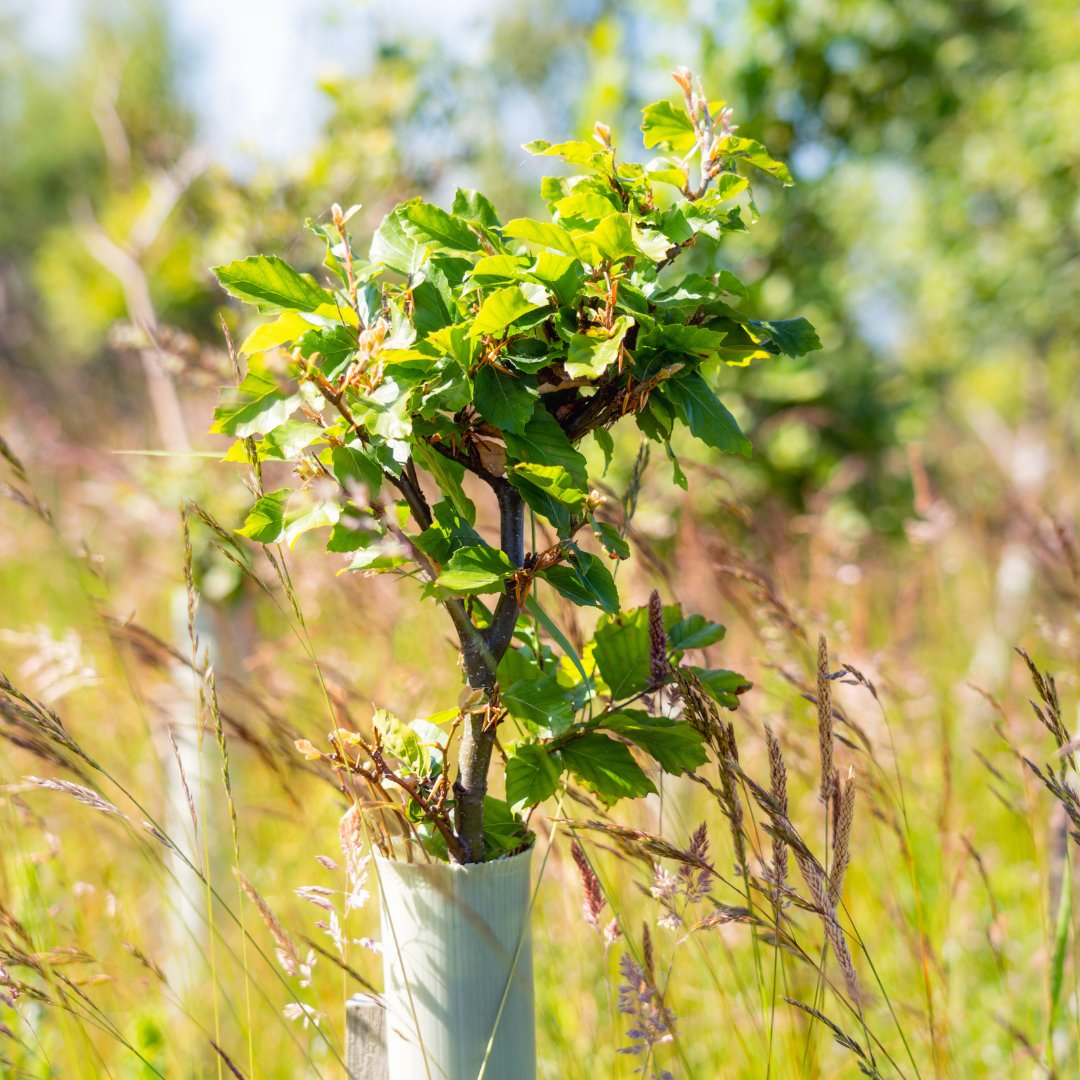 Interested in farmers’ views of agroforestry, possible benefits &amp; perceived barriers, <a href="/mooreofeleanor/">Eleanor Moore</a> &amp; @marion_pfeifer spent the summer on farms in Northumberland 🌳🐑🌾

Turns out interest is growing but lack of funding &amp; advice are main barriers.

nfuonline.com/updates-and-in…