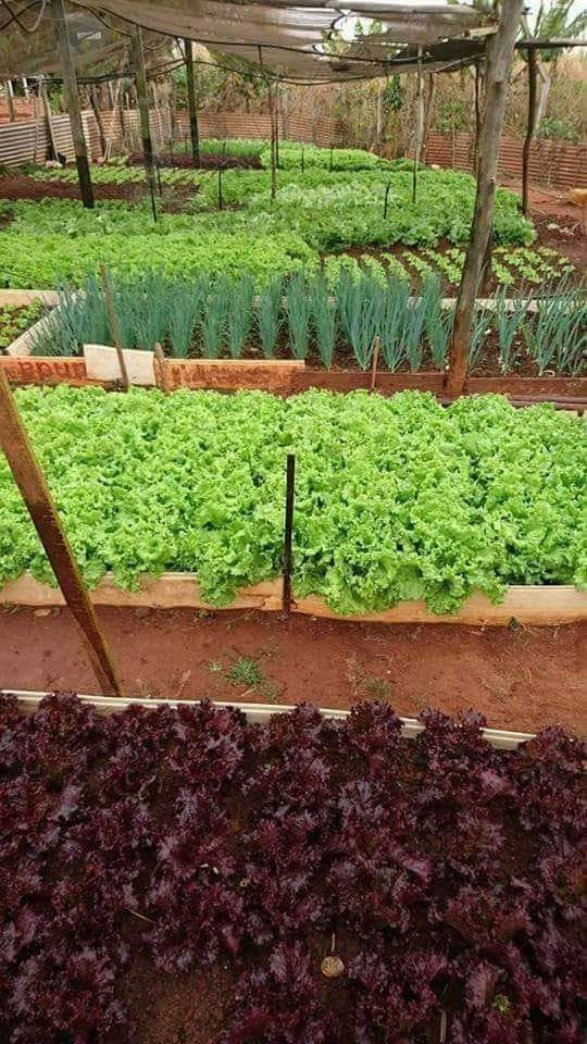 sou_agro's tweet photo. https://t.co/wUoYljL29X