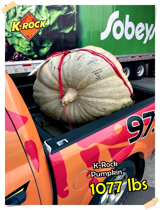 975krock (@975krock) on Twitter photo Well ... The Howard Dill's Pumpkin Farm has given K-Rock the BIGGEST Pumpkin yet!! 1077 lbs .. and this Saturday at Lester's Farm Market it will go SPLAT!!
K-Rock $10,000 Pumpkin Drop ... this Saturday at 4:00 pm at <a href="/LFM_Susan/">Lester's Farm Market</a>.
#KRPD2022 #Halloween Well ... The Howard Dill's Pumpkin Farm has given K-Rock the BIGGEST Pumpkin yet!! 1077 lbs .. and this Saturday at Lester's Farm Market it will go SPLAT!!
K-Rock $10,000 Pumpkin Drop ... this Saturday at 4:00 pm at <a href="/LFM_Susan/">Lester's Farm Market</a>.
#KRPD2022 #Halloween