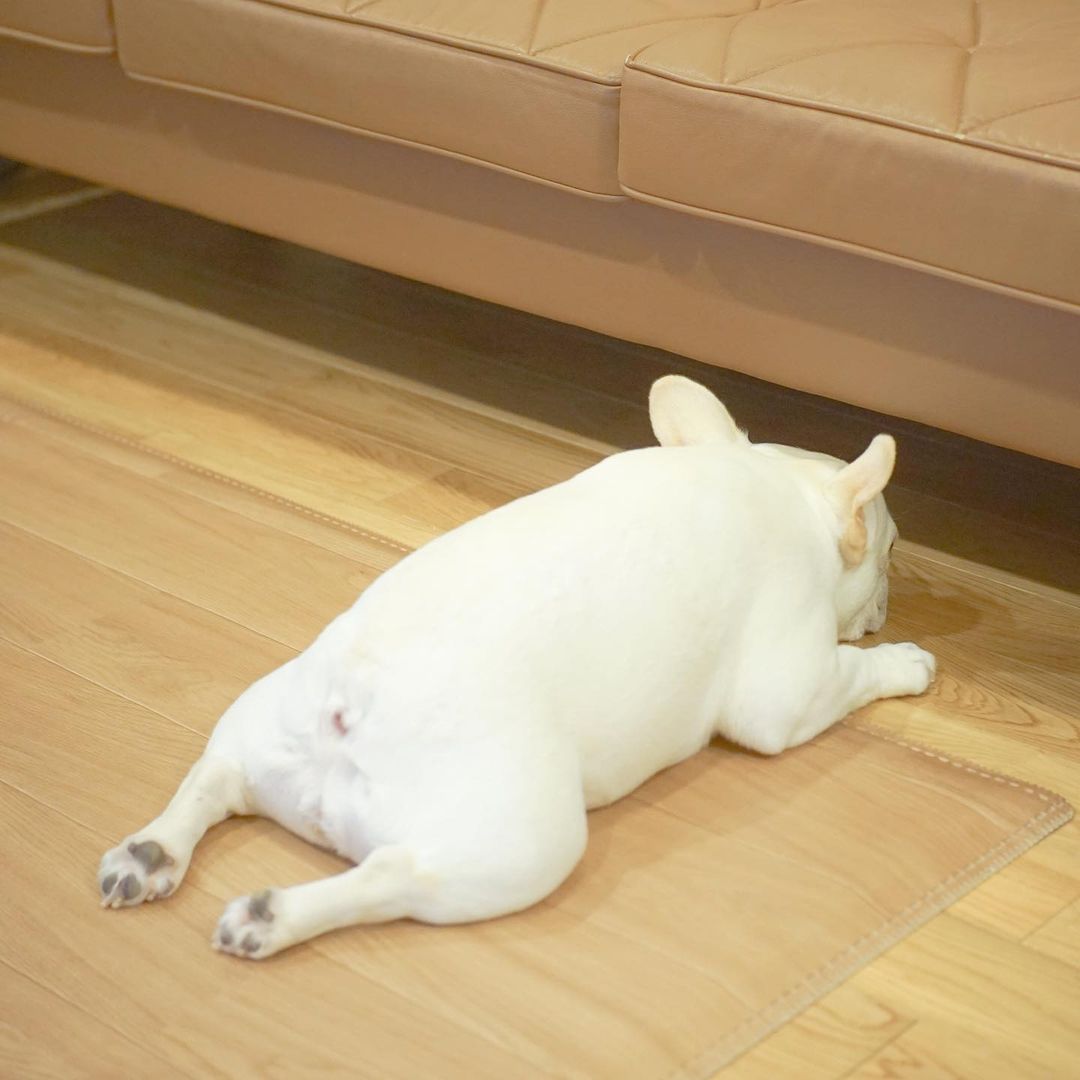 How cute 🥰🥰
#Bulldogs #Dog #DogsOnTwitter #bulldoglover #dogsarefamily