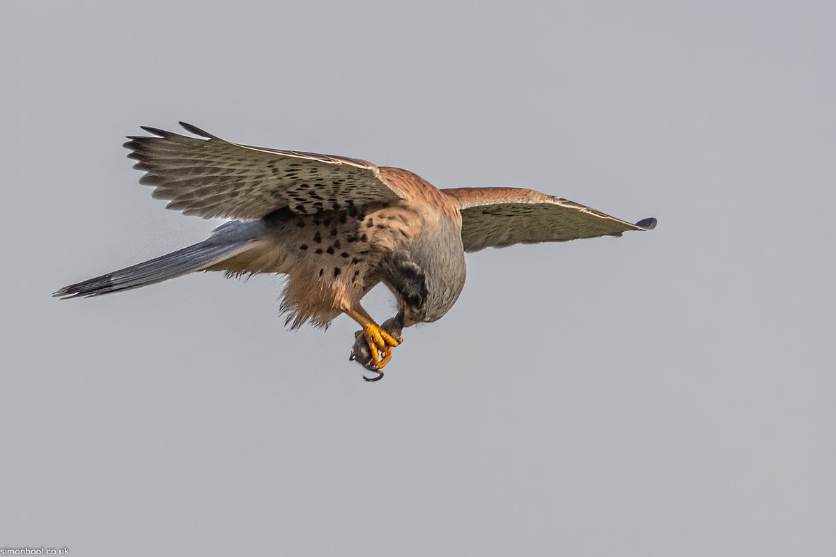 simonbool's tweet photo. Kestrel with a vole snack Par #cornwall @Team4Nature
 @NatureUK @wildlifenet @CwallWildlife @CBWPS1 https://t.co/HHDXU0U4oG
