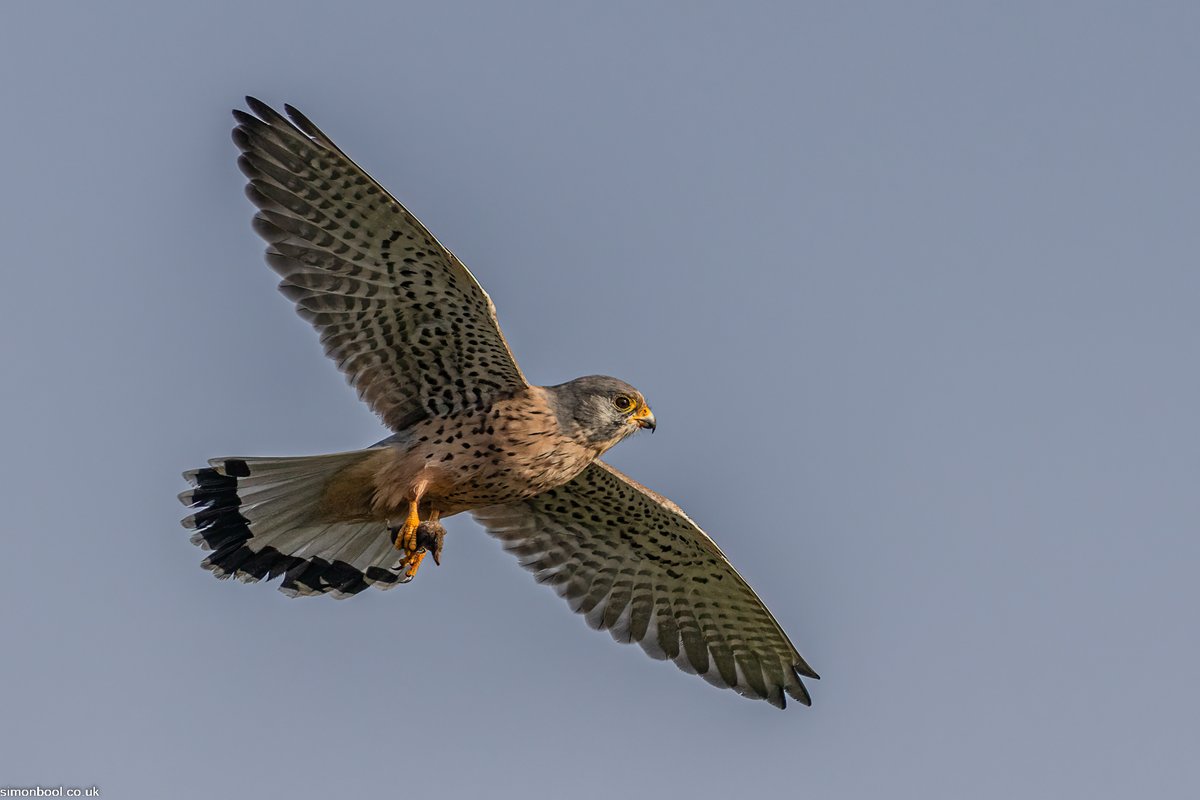 simonbool's tweet photo. Kestrel with a vole snack Par #cornwall @Team4Nature
 @NatureUK @wildlifenet @CwallWildlife @CBWPS1 https://t.co/HHDXU0U4oG