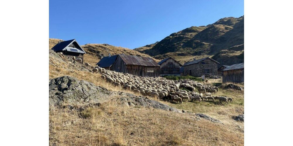 JaimeLesPaysans's tweet photo. Le loup mis en cause dans la disparition de 156 moutons cet été rien qu'à Servoz en Haute-Savoie malgré les dispositifs mis en place ! Et après, on nous demande de continuer à vivre avec le loup ?! Vraiment ?  

#jaimelespaysans #agriculteur #agriculture #servoz #loup #FrAgTw https://t.co/XZ9r4hYXRN