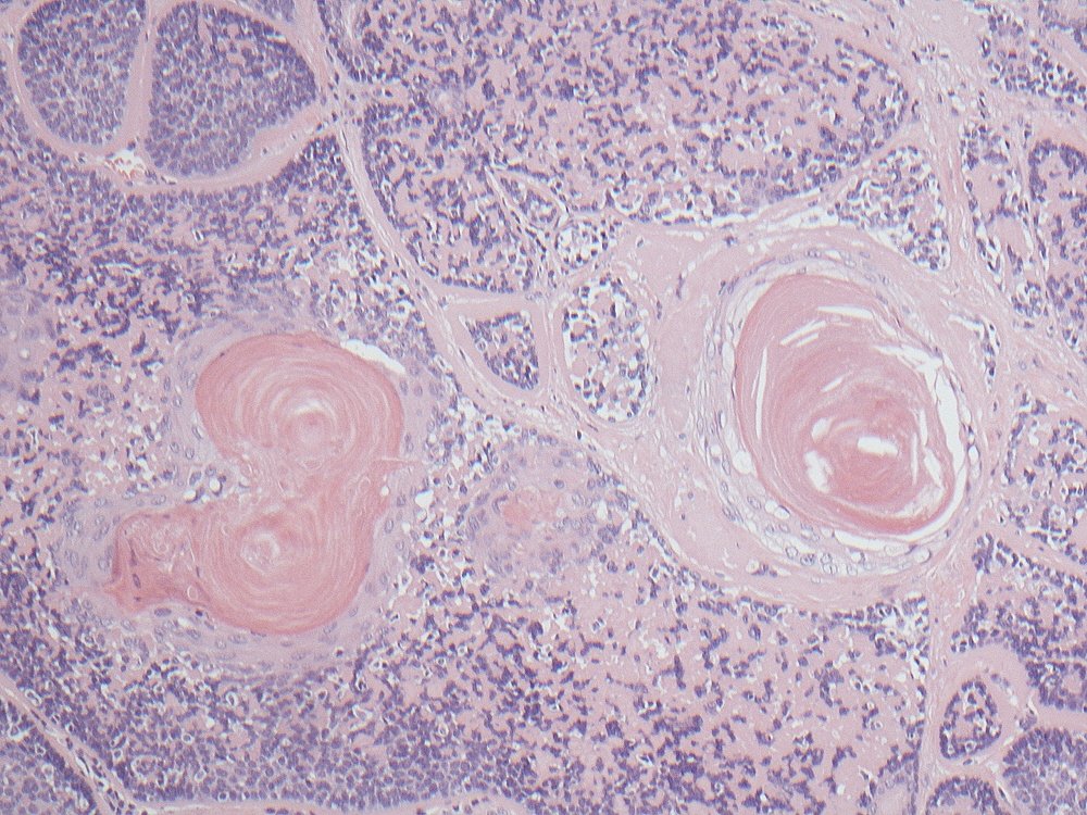 Oral Path Opinion tweet media