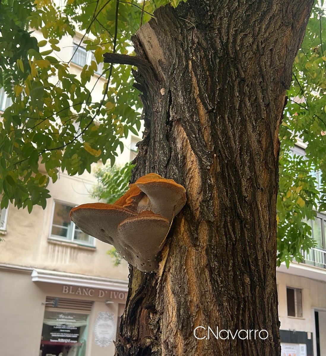 Aramendi_'s tweet photo. Paseos por ciudad donde los hongos quieren estar presentes y defender su espacio.
Parasitando falsa acacia, un ejemplar espectacular de Inonotus hispidus y rompiendo el asfalto, un potente ejemplar de Scleroderma polyrhizum.
#Naturalezaviva #Micología #Amagredos #Lluviadesetas https://t.co/Evnr0OU6pS