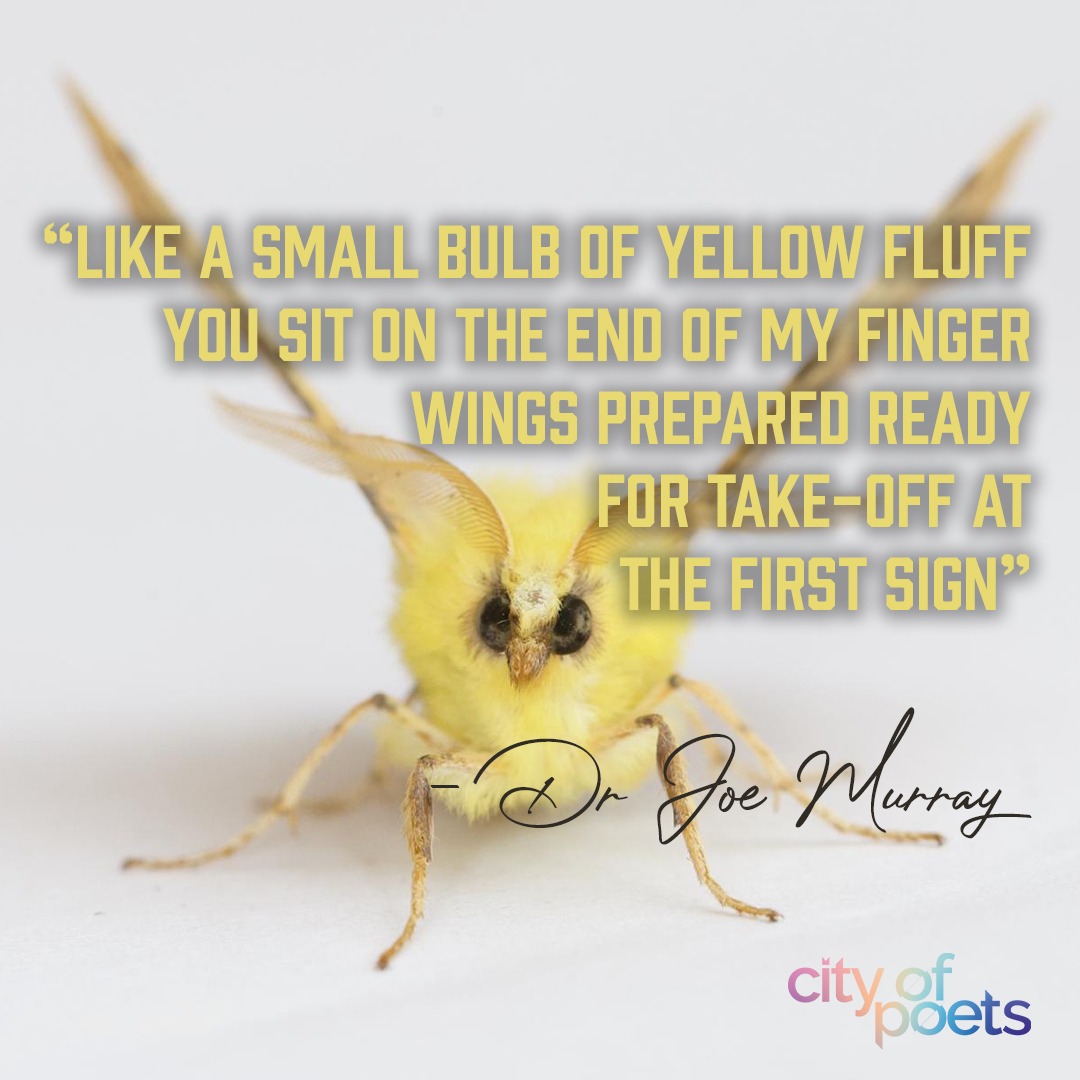 City_of_Poets's tweet photo. This week's featured poem is called 'Canary Shouldered Thorn :
Ennomos alniaria' by Dr Joe Murray.
Continue reading this poem on our website.

https://t.co/TztSX7fNZt

#cityofpoets #poetry #poetrycommunity #poems #poemssociety https://t.co/3IVzs1G1Oj