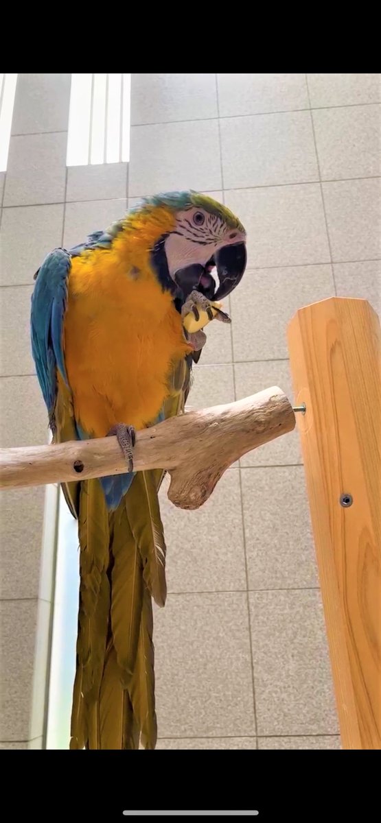 mayoidori2022's tweet photo. ルリコンゴウインコを探してます！
10/24(月)am8:20
神戸市東灘区六甲ｱｲﾗﾝﾄﾞにて逃げてしましました。
何か情報があればご協力をお願いします!
東灘警察署 遺失届済
#迷子インコ　#ルリコンゴウインコ　#迷子鳥  #六甲アイランド　#インコ迷子 #インコ保護情報 https://t.co/79GVBW4XHg