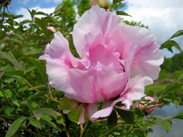 Dimzas's tweet image. Raiba dzīve - citi vēl steidz pirkt un stādīt kokveida peonijas, bet citi jau pasūta Adventes vainagus... mīlam visus un izpildīsim visas vēlmes! ♥️💚