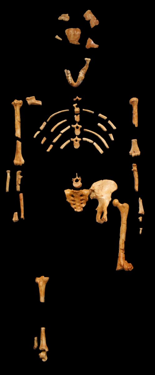 Exoticethiopian's tweet photo. #Ethiopia has tremendously rich history dating back to the dawn of humanity. Humans have been navigating life in Ethiopia for millennia with each civilization leaving behind artifacts & clues that have helped us slowly unravel the #originsofhumanity & life on Earth. #LandofOrigns https://t.co/9A7sLLbcTq