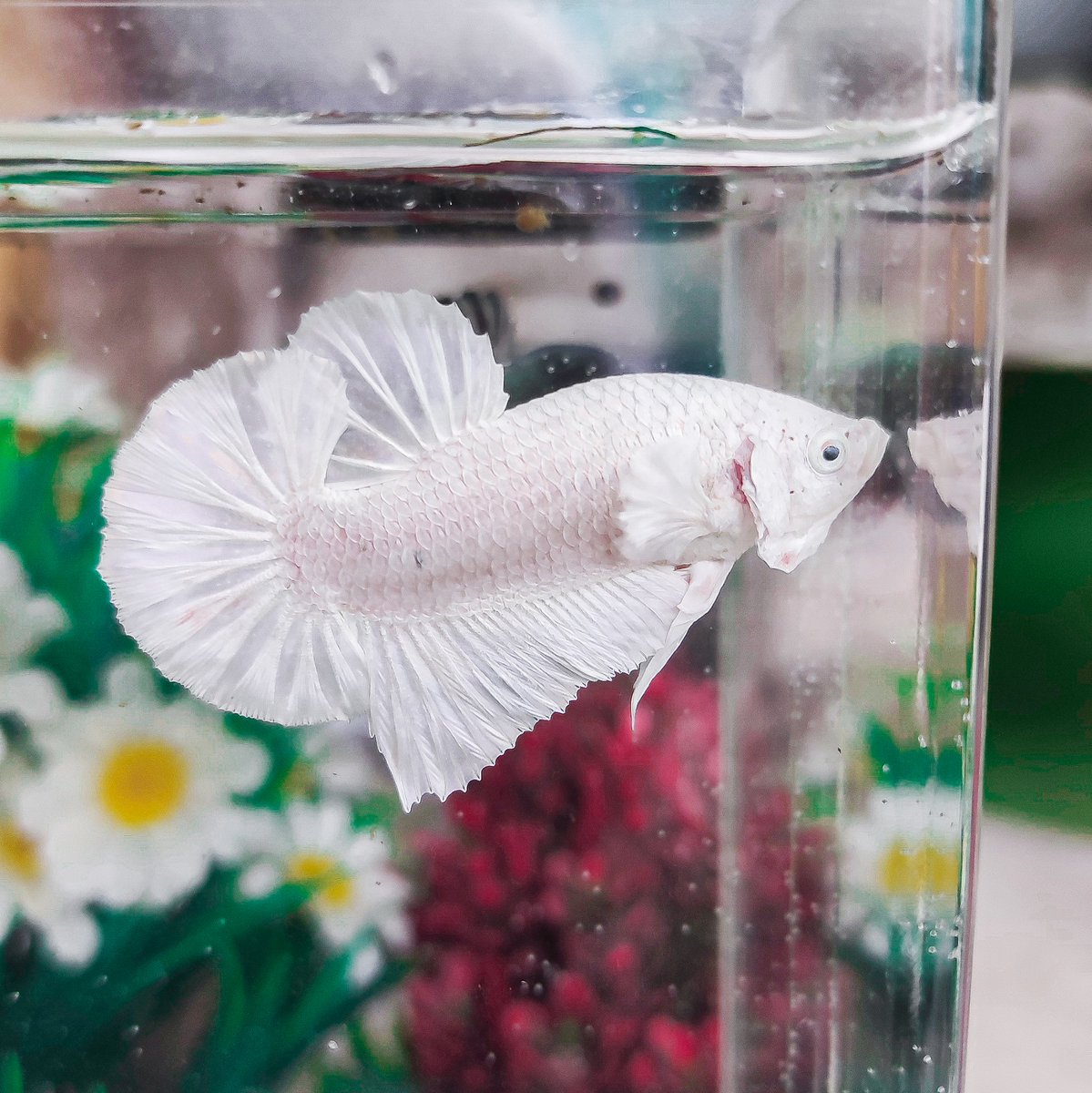Dijaux_nft's tweet photo. 🐟Betta Splendens Flaring #A021...Check out this NFT artist showcased with Dijaux. @andrew_krw
#NFTcommunties #NFTcollectors #NFTbuyers #NFTs #NFT #Dijauxnft #Polygon #Blockchain
https://t.co/8MsHsKA7ye via @Dijaux_nft https://t.co/3GBx4ZaDqo