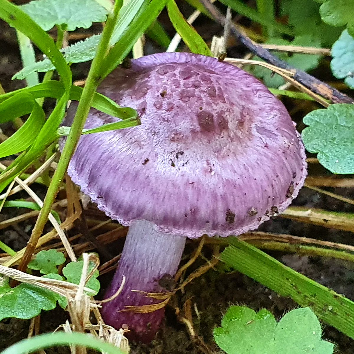 DuylsBos's tweet photo. De lila satijnvezelkop gespot op de Hillse kade. Een piepkleine paarse paddestoel, op de laatste foto zie je goed hoe klein. Wel afblijven want hij is erg giftig 👀🍄🍂
#lilasatijnvezelkop #inocybelilacina #inocybe #paddestoelen #zwammen #herfstvibes #herfst #herfsttooi #oktober https://t.co/Wxy4f3HAy1