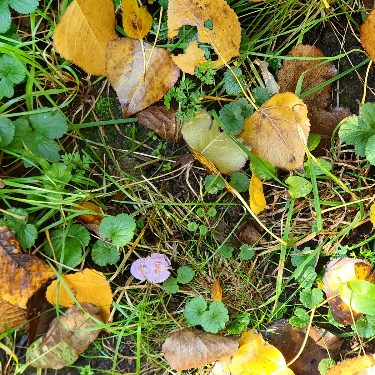 DuylsBos's tweet photo. De lila satijnvezelkop gespot op de Hillse kade. Een piepkleine paarse paddestoel, op de laatste foto zie je goed hoe klein. Wel afblijven want hij is erg giftig 👀🍄🍂
#lilasatijnvezelkop #inocybelilacina #inocybe #paddestoelen #zwammen #herfstvibes #herfst #herfsttooi #oktober https://t.co/Wxy4f3HAy1
