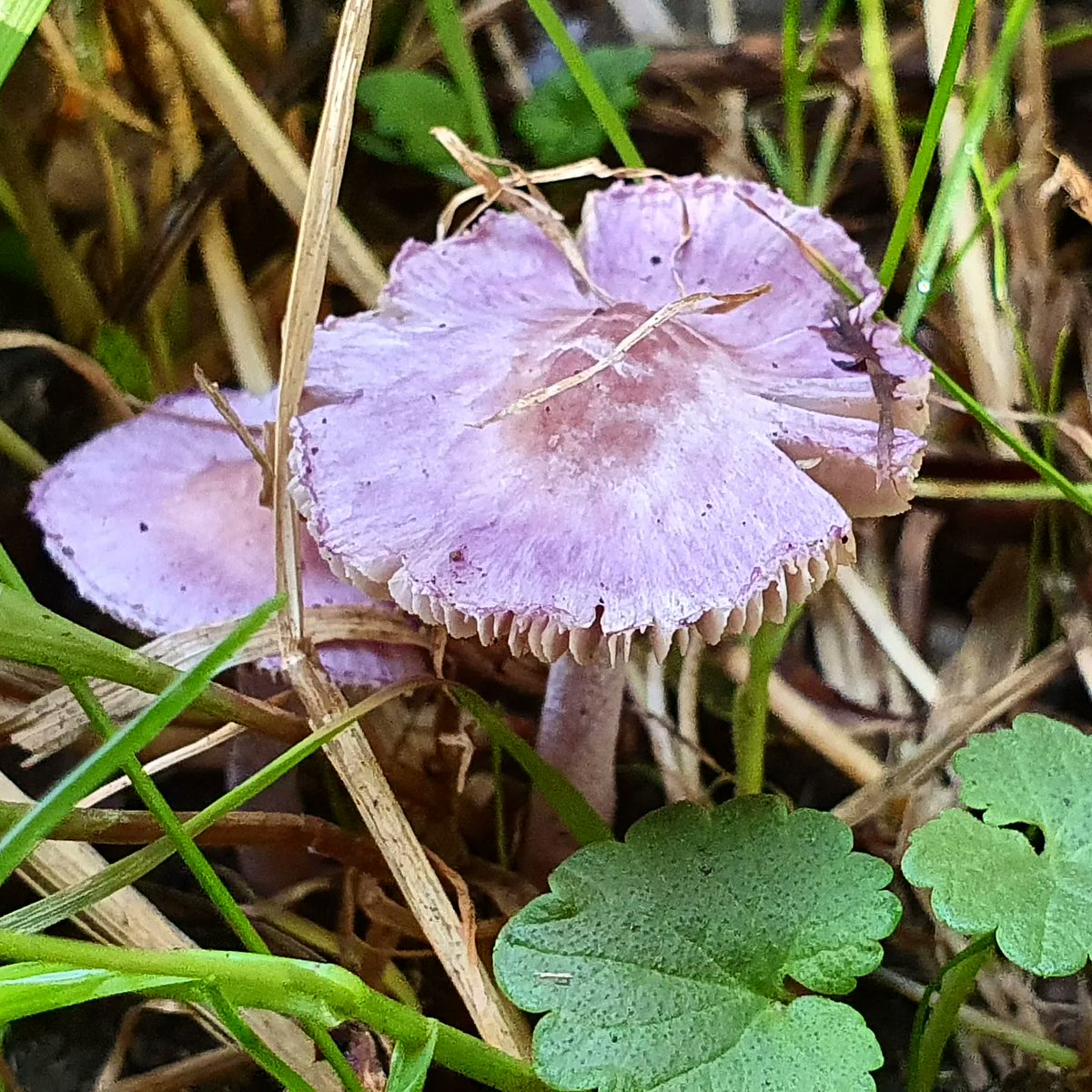 DuylsBos's tweet photo. De lila satijnvezelkop gespot op de Hillse kade. Een piepkleine paarse paddestoel, op de laatste foto zie je goed hoe klein. Wel afblijven want hij is erg giftig 👀🍄🍂
#lilasatijnvezelkop #inocybelilacina #inocybe #paddestoelen #zwammen #herfstvibes #herfst #herfsttooi #oktober https://t.co/Wxy4f3HAy1