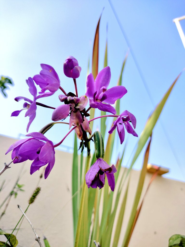 tomar_anjalii's tweet image. Calm🍂