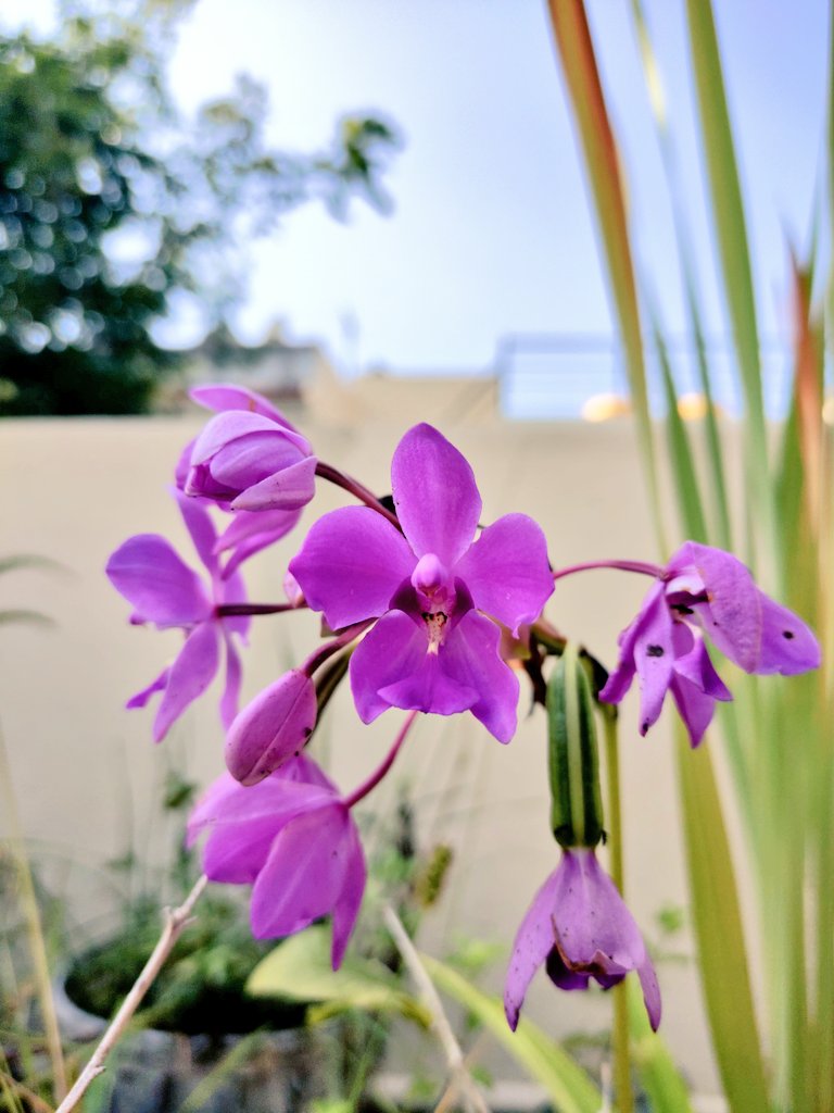 tomar_anjalii's tweet image. Calm🍂