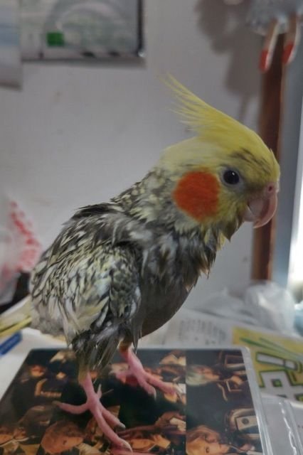 タグ オカメインコノーマル の注目ツイート メガとんトラック タグ オカメインコノーマル の注目ツイート メガとんトラック