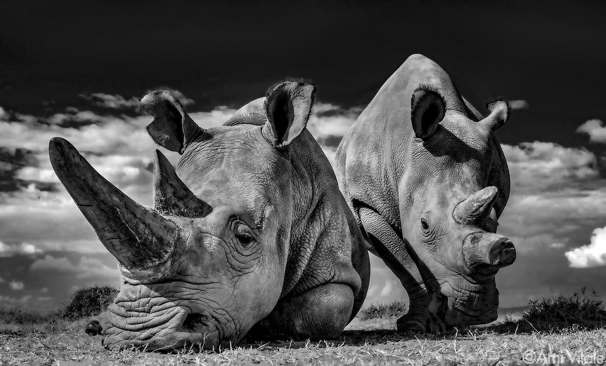 frakara's tweet photo. The last two northern white #rhinos on the #planet live in Ol Pejeta Conservancy, #kenia. You can support Ol Pejeta by purchasing a fine art print on @VitalImpacts with 100% of profits going directly to Ol Pejeta #nature #conservation https://t.co/8K9nGrX7kZ